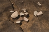 FileNo.215-474.jpg