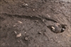 FileNo.215-500.jpg