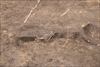 FileNo.215-515.jpg