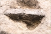FileNo.215-518.jpg