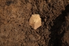 FileNo.218-017.jpg