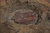 FileNo.218-021.jpg