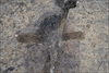 FileNo.218-029.jpg
