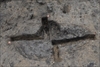 FileNo.218-037.jpg