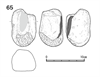 図版 218-JS65.png