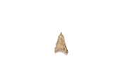 FileNo.221-080.png